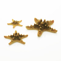 biOrb Seestern Set 3 gelb