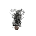 Vorschaubild biOrb Hornkoralle klein schwarz (46093)