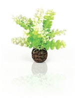 biOrb Aquarien Caulerpa grün (46090)