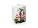 Vorschaubild biOrb Palme Seychellen L (72680)