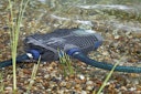 Vorschaubild Oase Schwimmteichpumpe AquaMax Eco Premium 6000 / 12 Volt