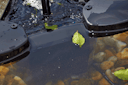 Vorschaubild Oase SwimSkim 25
