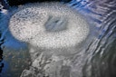 Vorschaubild Oase Belüfterring D 60 für AquaOxy