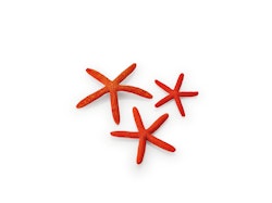 biOrb Seesterne Set 3 rot (48356)