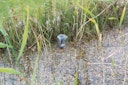 Vorschaubild Pontec Solar- Wasserspielpumpe PondoSolar 600 Control