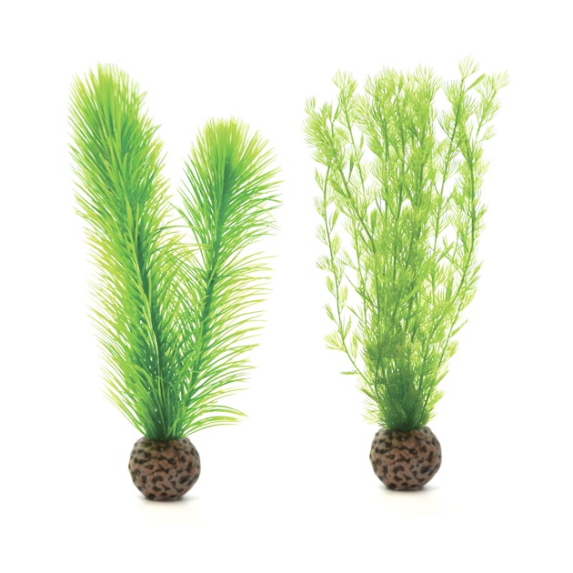 biOrb Federfarn Set klein grn (46083) online kaufen