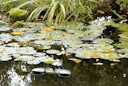 Vorschaubild Oase SwimSkim 25